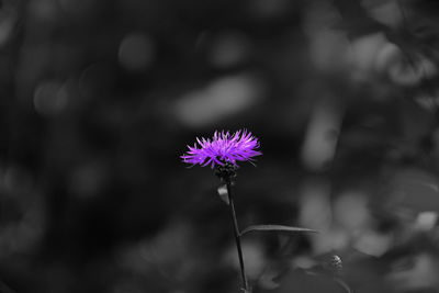 Close-up of purple flowers blooming outdoors