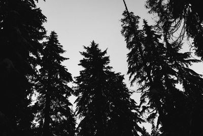 Low angle view of silhouette trees against sky