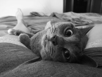 Close-up of cat resting on bed