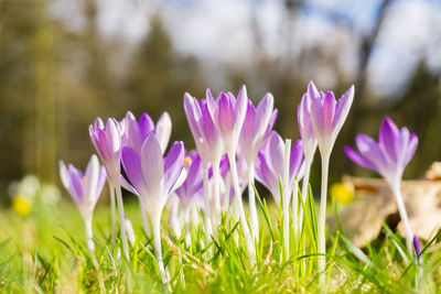 Close-up of purple crocus flowers