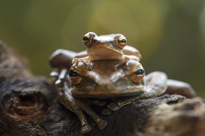 Close-up of frog on rock