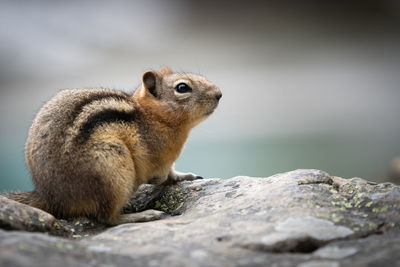 Close-up of squirrel on rock