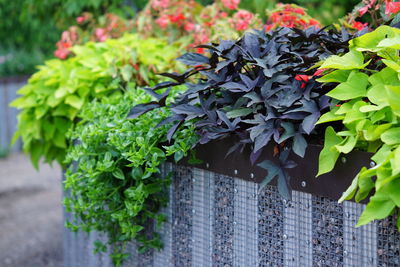 Close-up of potted plant