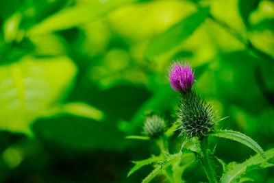 Close-up of purple flowering plant