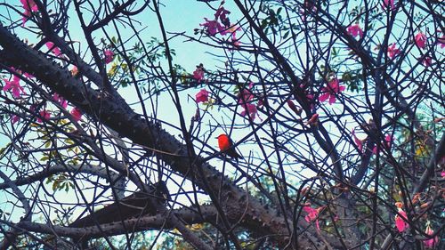 Low angle view of bird perching on tree