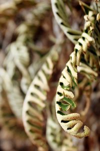 Fernlike leaves