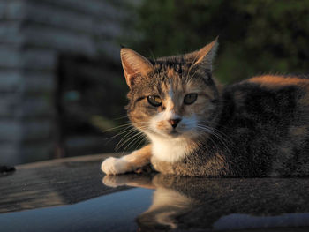 Close-up portrait of tabby cat