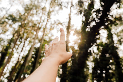 Unrecognizable woman hand over beautiful eucalyptus forest landscape. nature and sustainability 