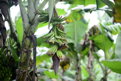 Close-up of fresh green leaves on tree