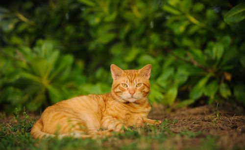 Portrait of tabby cat lying on field