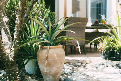 Close-up of potted plant in glass window