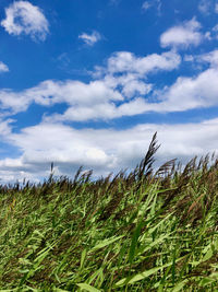 Plants growing on field against sky