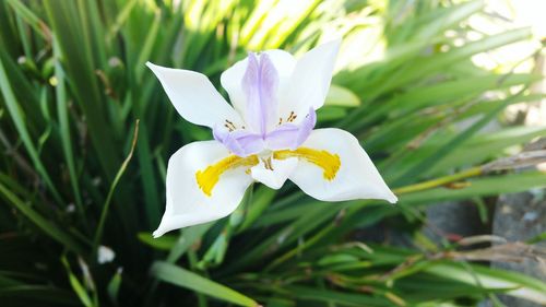 Close-up of white flower blooming outdoors