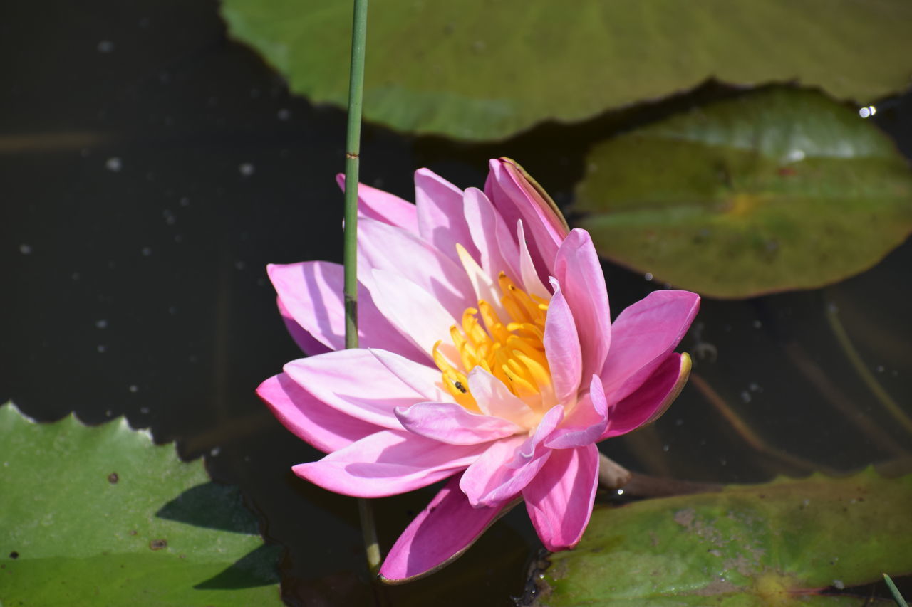 CLOSE-UP OF WATER LILY IN POND