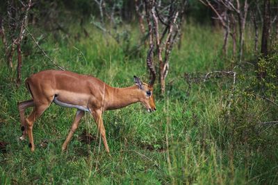 Side view of deer standing on field