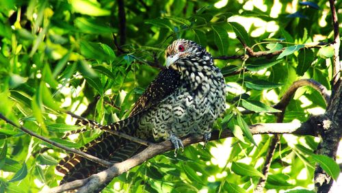 Low angle view of eagle perching on tree