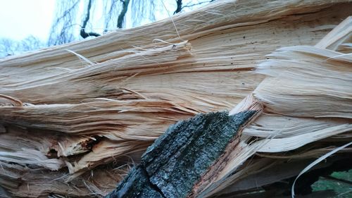 Close-up of tree trunk