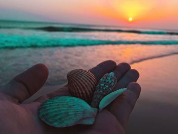 Cropped hand of person holding sea shells against sea during sunset