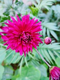 Close-up of pink flowering plant in park