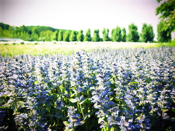 Flowers growing in field