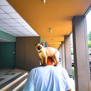 Portrait of dog sitting at home