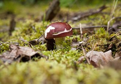 Close-up of mushroom growing in forest