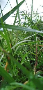 Close-up of wet grass on field