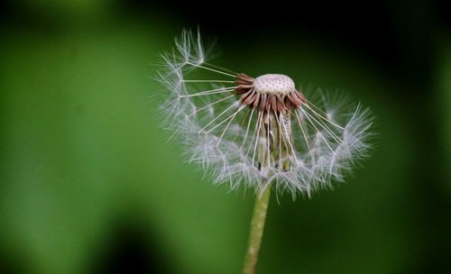 Close-up of dandelion on plant