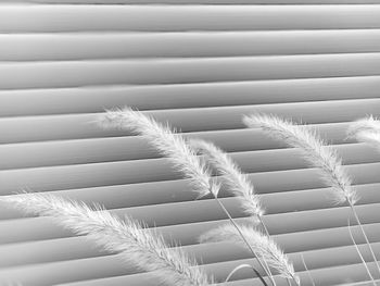 Full frame shot of feather