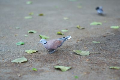 High angle view of bird on field