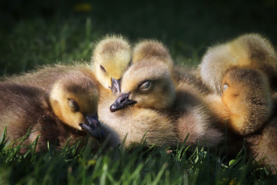 A group of canada geese goslings sleep in a bunch