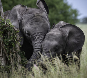 Elephants in tanzania