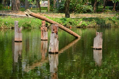 Wooden posts in lake
