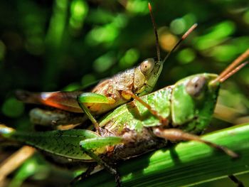 Close-up of insect on plant