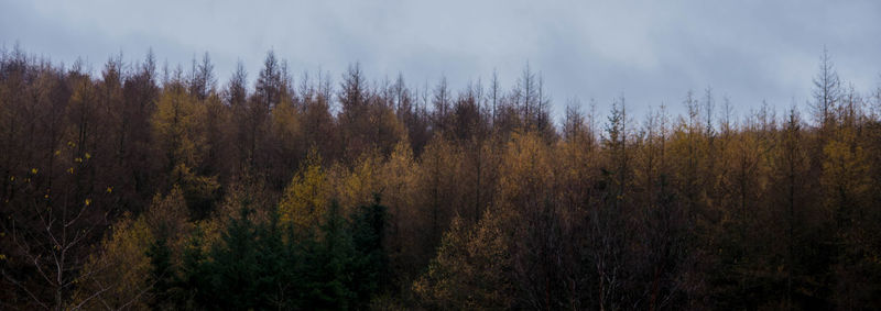 Trees on field against cloudy sky