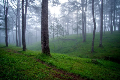 Trees in forest