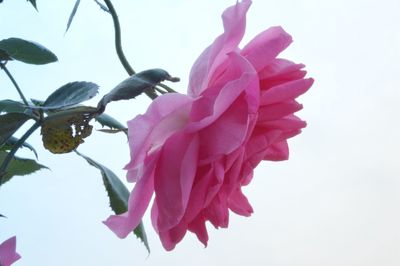 Close-up of pink flowers against clear sky