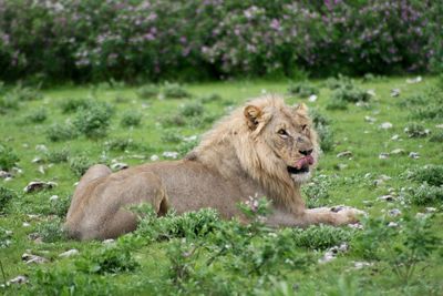 Closeup portrait of wild lion panthera leo licking lips in ngorongoro crater, tanzania.