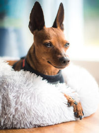 Close-up of dog looking away at home