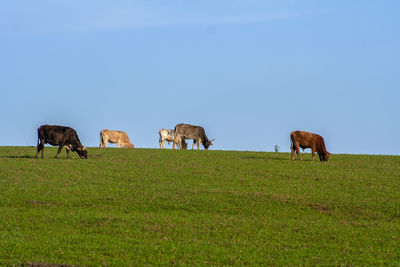 Herd of cows and bulls pasturing on the brazilian ranch. livestock in brazil