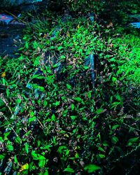 High angle view of plants growing on land