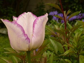 Close-up of pink flower blooming outdoors