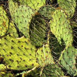 Close-up of prickly pear cactus