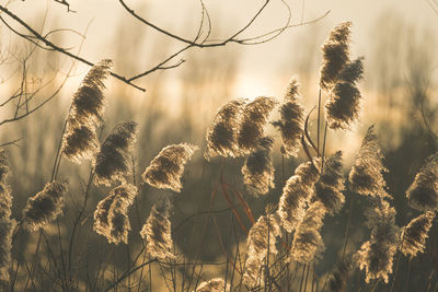 Close-up of stalks against the sky