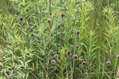 plant