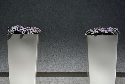 Close-up of flowers against wall