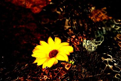 Close-up of yellow flower