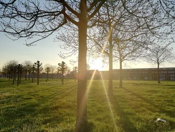 Trees on field against sky