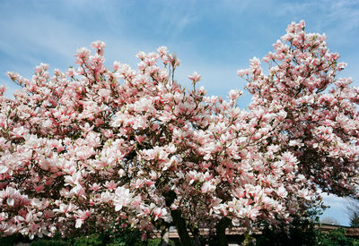 Low angle view of cherry blossoms against sky