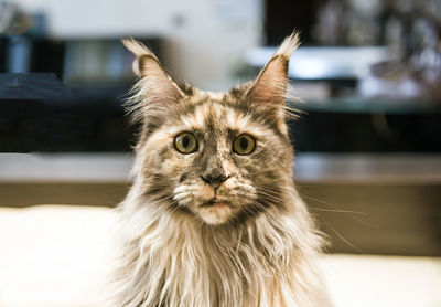 Close-up portrait of a cat